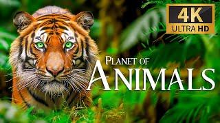 Planet of Animals 4K  Discovery Relaxation Wonderful Wildlife Movie with Relaxing Piano Music