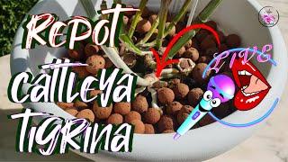 Midsummer Night's Stream  Live Commentary Bifoliate Cattleya Repot Q&A #ninjaorchids