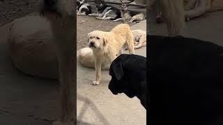 Update On King Charles - The Viral Dog 