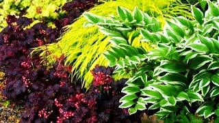 Beautiful perennials for a shady garden