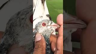 Pure Golden Pakistani Breed Pigeons | #pets #pigeonlanding #pigeon