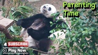 Different Panda Moms Have Different Parenting Styles | iPanda