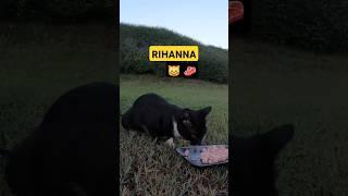 RIHANNA - Homeless cat in Ras Al Khaimah, UAE #cat #cats #Rihanna #foryou #UAE #pets #pet #viral #4u