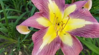 Лилейник Эриал Аплик . Hemerocallis Aerial Appligue .