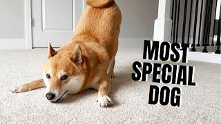 5 Things That Make Shiba Inu the Most Special Dog