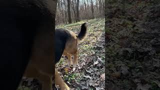 Mini Chihuahua in a forest full of flowers