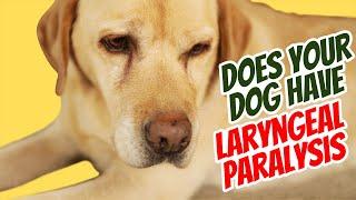 Laryngeal Paralysis: Sounds and Natural Remedies