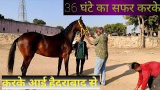 Ransi horse show ll 36 घंटे का सफर करके आई  घोड़ी जरीन  हैदराबाद से   डीजे  स्टड फॉर्म मनसूर अली खान