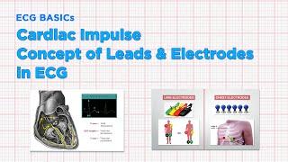 Cardiac Impulse, Electrodes & Concept of Leads in ECG | ECG Interpretation Series