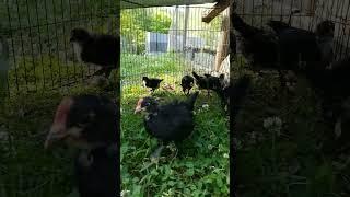 The Copper Marans