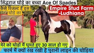 देखिए सिद्धराज घोड़े का बच्चा Ace Of Spades और कैसे रिजल्ट हैं इस घोड़े के !