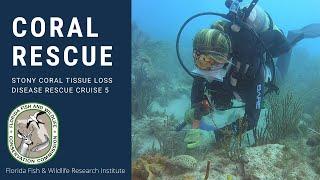 Coral Rescue: 2019 Stony Coral Tissue Loss Disease Rescue Cruise 5