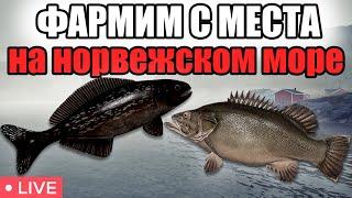 РР4 СТРИМ • ТОПОВАЯ ТОЧКА ДЛЯ ФАРМА РЕДКОЙ РЫБЫ НА МОРЕ ?  • РОЗЫГРЫШИ • РУССКАЯ РЫБАЛКА 4