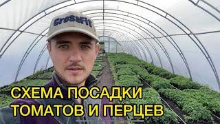 Высадка рассады томатов и перцев в грунт. Как правильно высаживать?