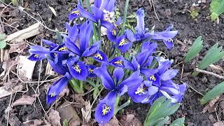 Dwarf Iris: A Splash of Color for Your Early Spring Garden!