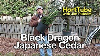 How to grow Black Dragon Japanese Cedar - Cryptomeria japonica