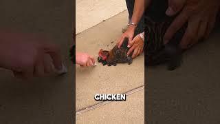 Why Chickens Freeze at Lines?