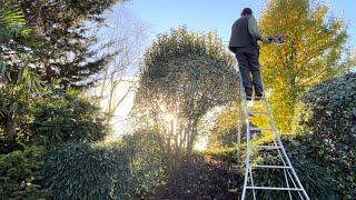 Homeowner was Pleased when I Tidied the Overgrown Shrubs