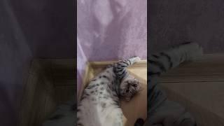 Melisa️️️#cat #shorts #shortvideo #прикольныекоты #catlover #красиваякошка