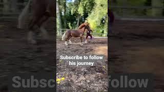 Teaching my young horse to trot in hand #horse #horses #equestrian #horselover #equine #showhorse