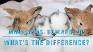 Mini Lop Vs. Holland Lop - How to tell them apart