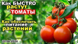 Как БЫСТРО растут ТОМАТЫ. Как ОБЕСПЕЧИТЬ хорошее ПИТАНИЕ растений 20.06.24