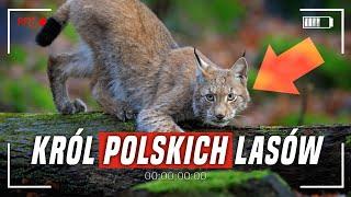 Ryś w Polsce: Król DZIKICH kotów