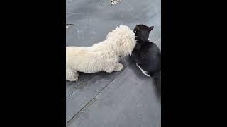 cat and dog fight