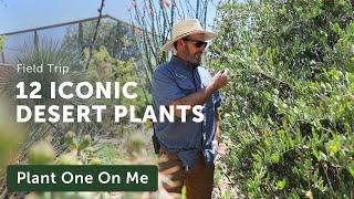 12 Iconic Plants of the SONORAN DESERT — Ep. 332