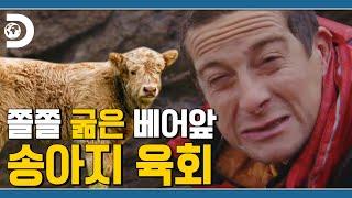 (파타)고니야 육회 한점 찔러봐라  쫄쫄 굶은 베어에게 육회 주는 라울좌 [Man VS Wild]