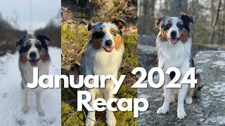 January 2024 Recap: Adventures With My Australian Shepherd | Hiking, Clean Up, Walks, Rest