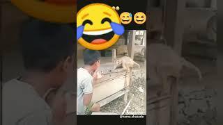 #funny IMPOSSIBLE MONKEY KICK