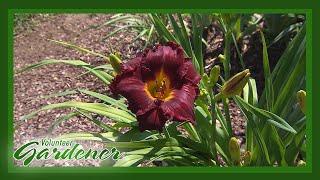 Hybridizing Daylilies as a Hobby | Volunteer Gardener