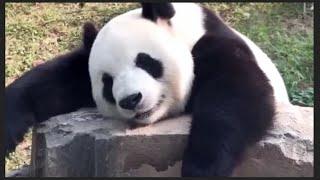 Panda (giant) cute lutuk leh an chet nuihzatthlâk lai te..en a hman hla khawp a nia..