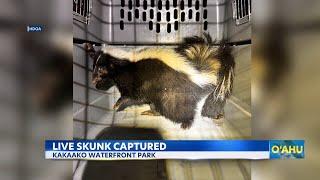 Skunk captured at Kaka’ako Waterfront Park