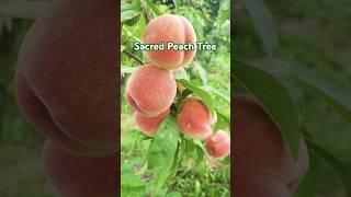 The Meaning of the Sacred Peach Tree️#healing #spirituality #gardening #divine #youtubeshorts