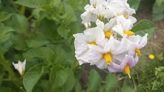 Potatoes Garden: Eternal farmer's Garden