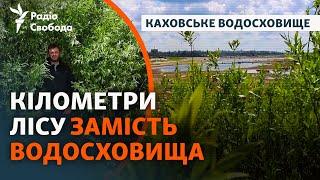 Дно Каховського водосховища через два роки після підриву ГЕС: «Природа займає звільнені ніші»