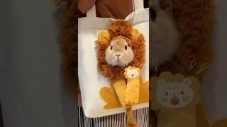 Take the “little lion” out shopping ~#rabbit #lion #bag #cute #cuteanimals #petlovers #petlife
