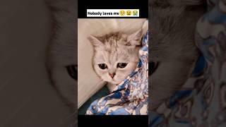 Nobody loves Me #catreaction #viral #trendingshorts #pets #meow #youtube #catcute #cat