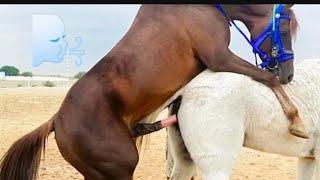 Horse mating 2023 NEW