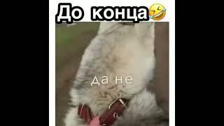 Собака/в деле