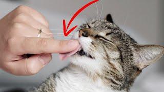 7 Things That Make Cats Happy (#7 Is Heart Melting)