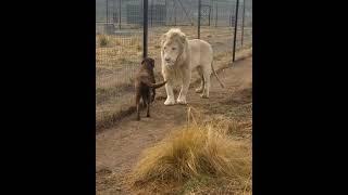犬に許しを請うライオン　Lion asking dog for forgiveness