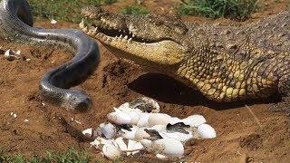 Python risk to steal Mother Crocodile eggs and take the consequence