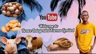 At Brave Integrated Farms Limited our aim is to improve livelihood by production quality agro produc