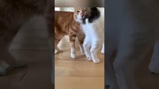 Funny pet#pets #cats #pet cute moments #pet funny moments #people and pets #animals #fpy #foryou