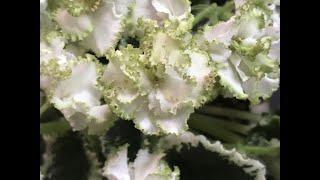 African violet/фиалка ЯН-Каприз. Цветение июнь 2022.