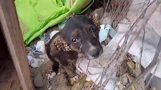 Alone, lost and scared, the orphaned puppy struggles with thousands of ticks in his ears