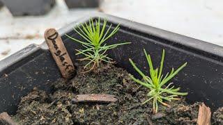 Growing Douglas Fir From Seed